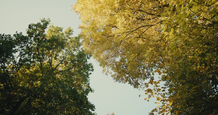 Looking up at trees with leaves turned yellow under a clear sky