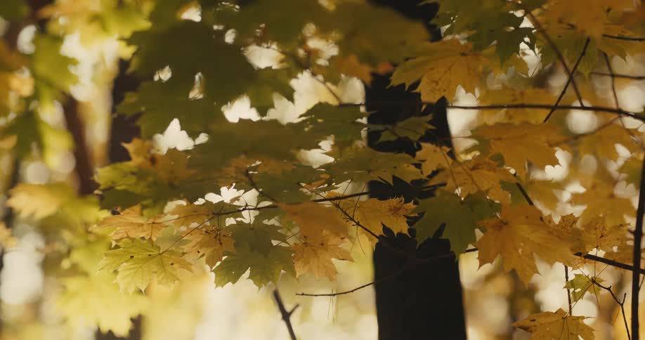 Close up view of leaves on a tree is displayed in autumn