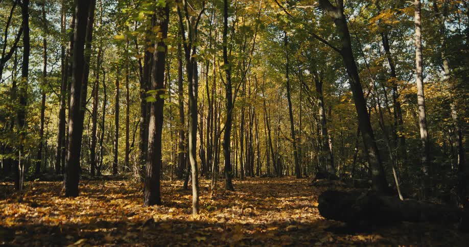 Trees in a forest with fall leaves on the ground