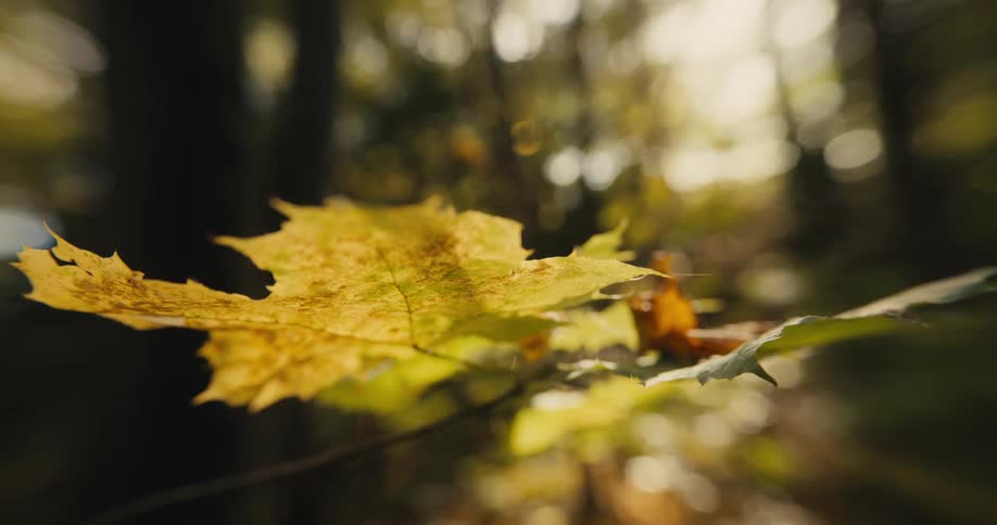 Close up of brown maple leaf in the autumn forest
