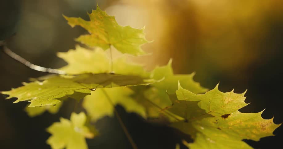 Close up of maple tree in the forest