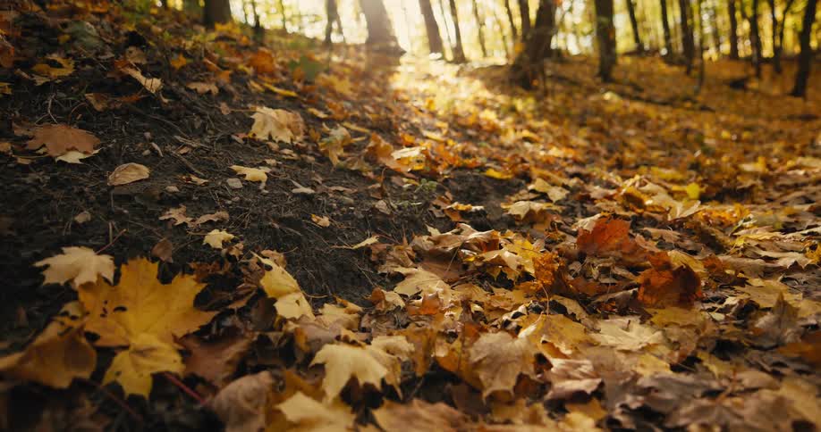 The sun shines brightly upon leaves on the ground in golden fall colors in the woods