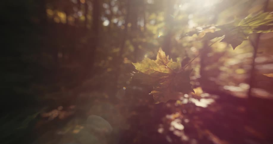 Sunlight shines brightly upon a tree branch with yellow leaves as it sways in the breeze in a forest
