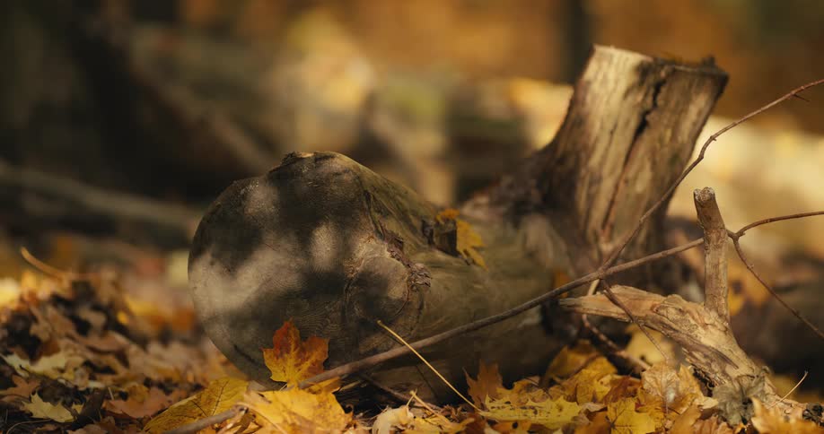 Close up view of the forest floor is displayed in autumn