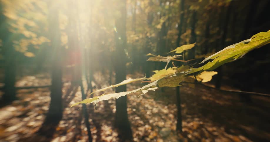 The sun shines brightly through the trees as the golden fall colored leaves move in the breeze