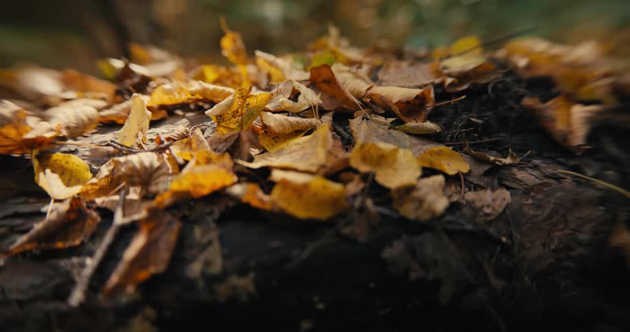 Fall leaves are falling off of trees and covering the ground