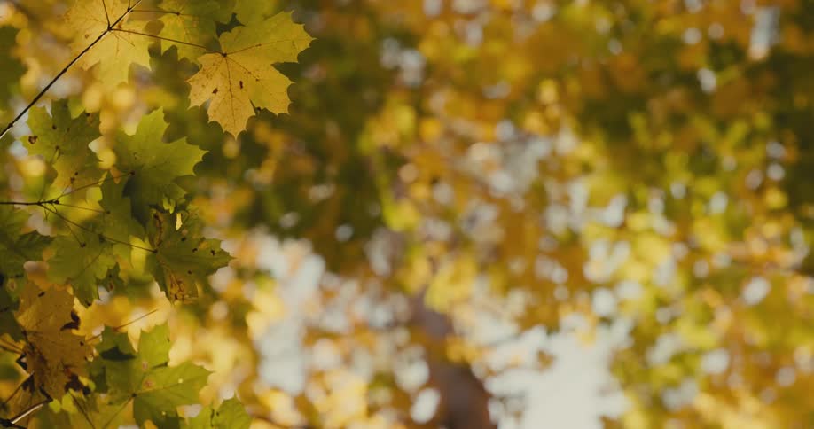 Brown maple trees in autumn forest