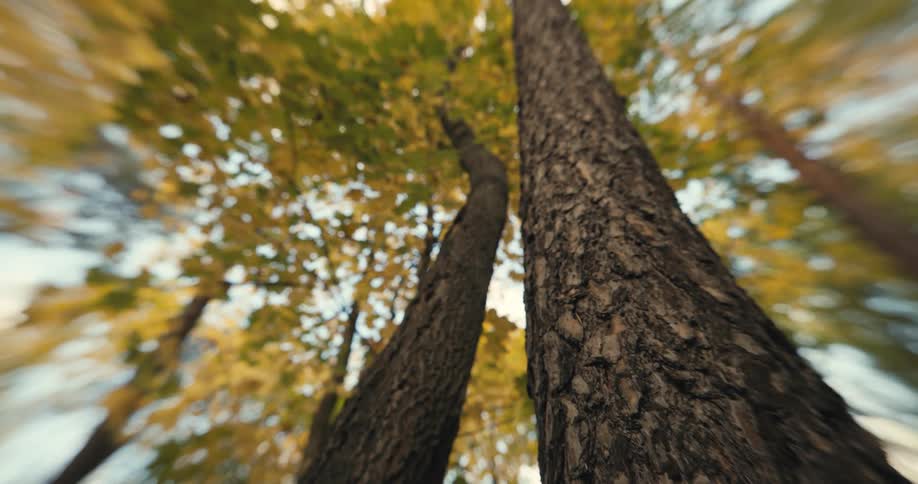 Tall tree trunks and bark in the autumn forest