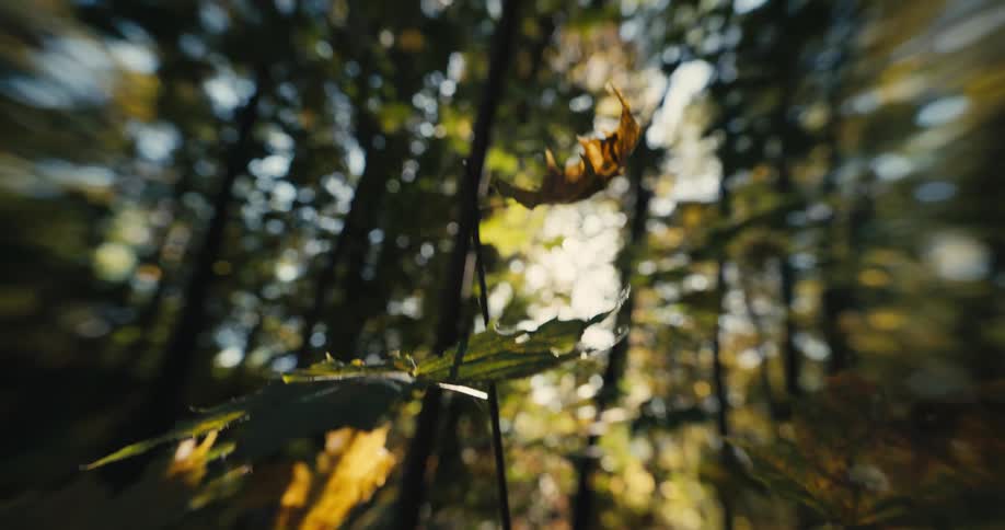 Sunlight is shining through trees and onto plants in a forest