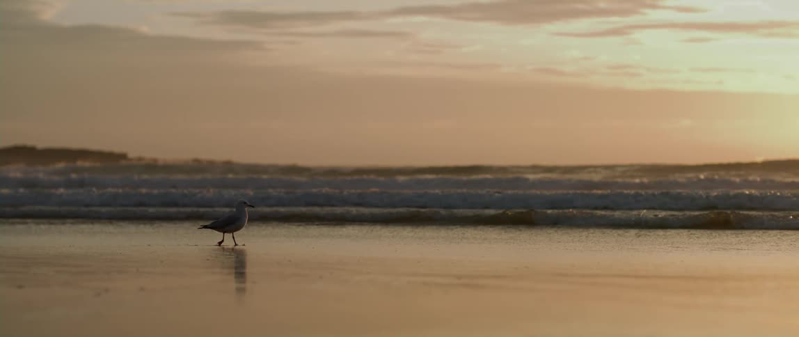 A seagull is walking on a beach just out of reach of the incoming waves