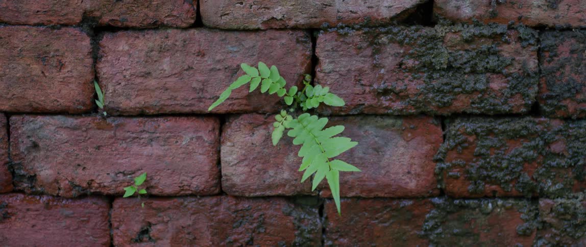 Weeds are growing up through the cracks between bricks on a walkway