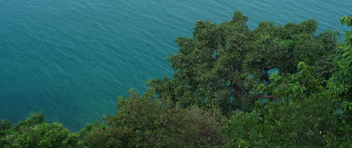 Trees stand on shore contrasting with the blue water