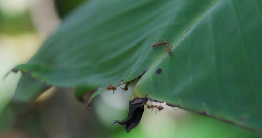Ants crawling on a large foliage plant outdoors
