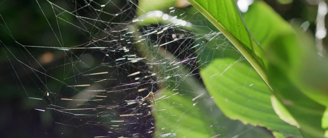 Sunlight shines upon a small spider web spun from a green leafy plant