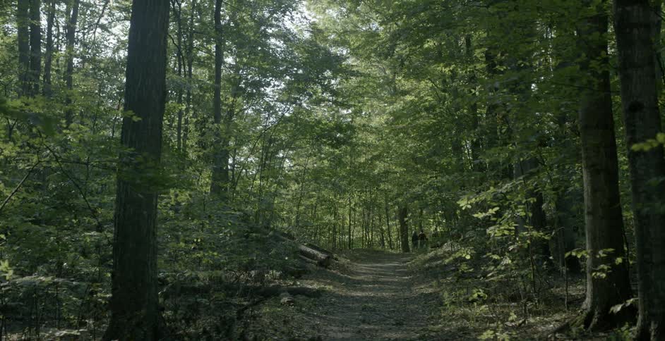 People walk down a forest path in the daytime