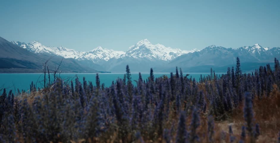 Lavender field overlooking lake and snow capped mountain peaks