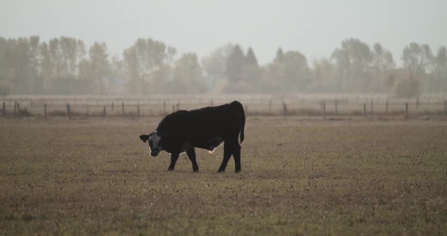 Black and white cow is grazing alone in a flat grassland with fence and trees in the background