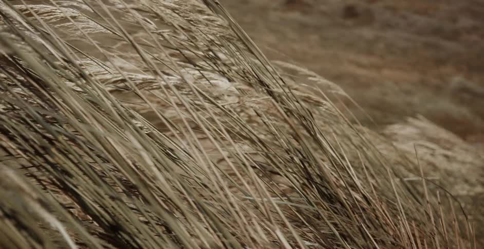 Close up of golden wheat grass blowing in the wind