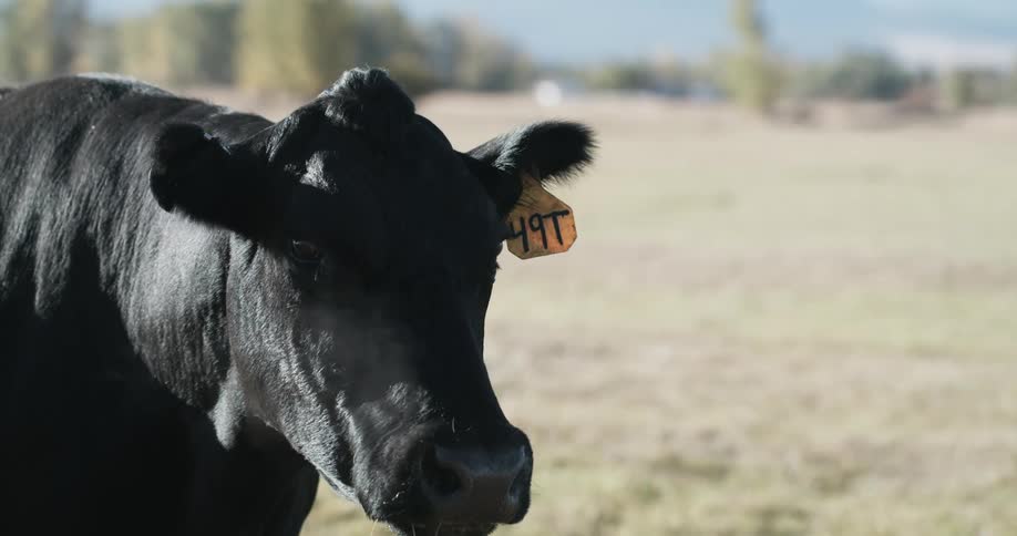 Tagged bovine standing in field on cold day moos