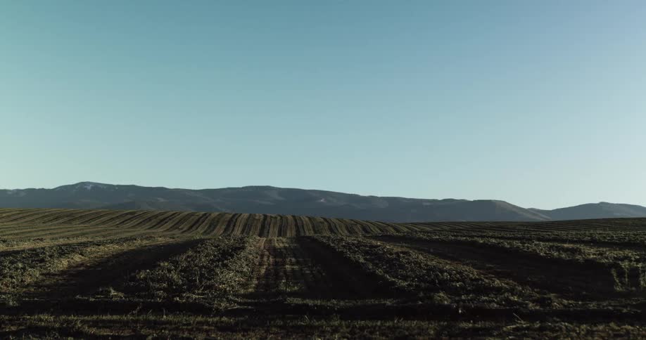 Field of crops on a farm at morning