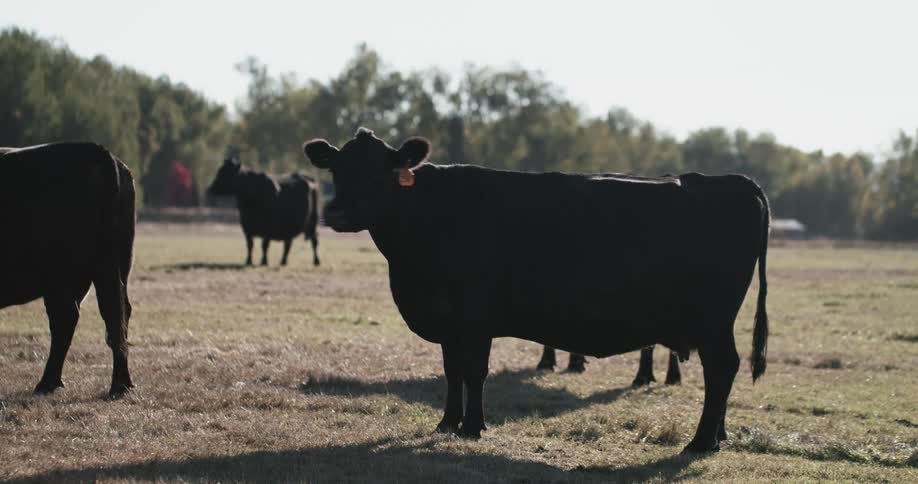 There are cows that are on the farm in the middle of the day