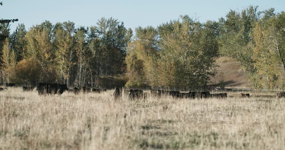 A herd of black cows walk along a grassy field