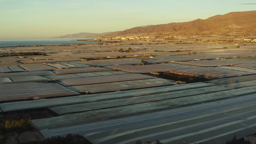 Greenhouses and palm trees line the sea shore
