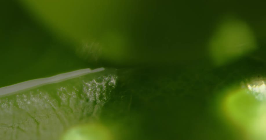 A light moves over a green leaf
