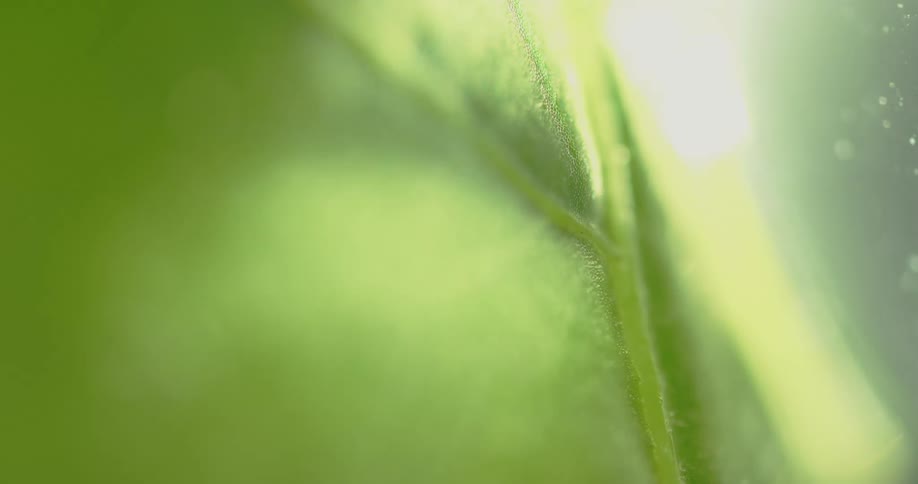 Bright light shines across leaf illuminating its surface before darkness returns