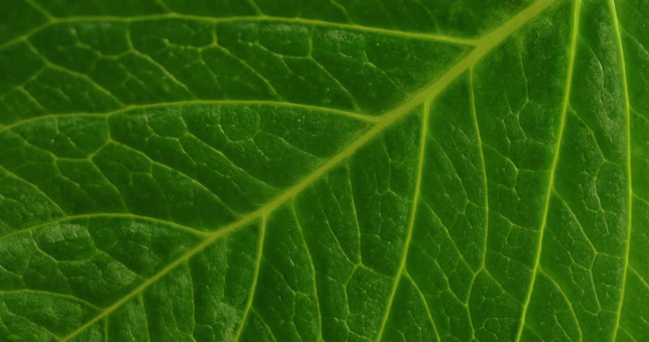 Light shines on a green leaf and the veins stand out and then the light dims