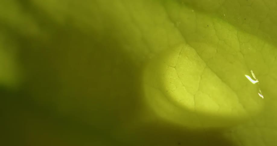 A drop of water rolls down a leaf