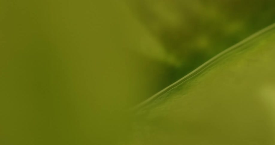 Extreme close up of light shining over green leafs