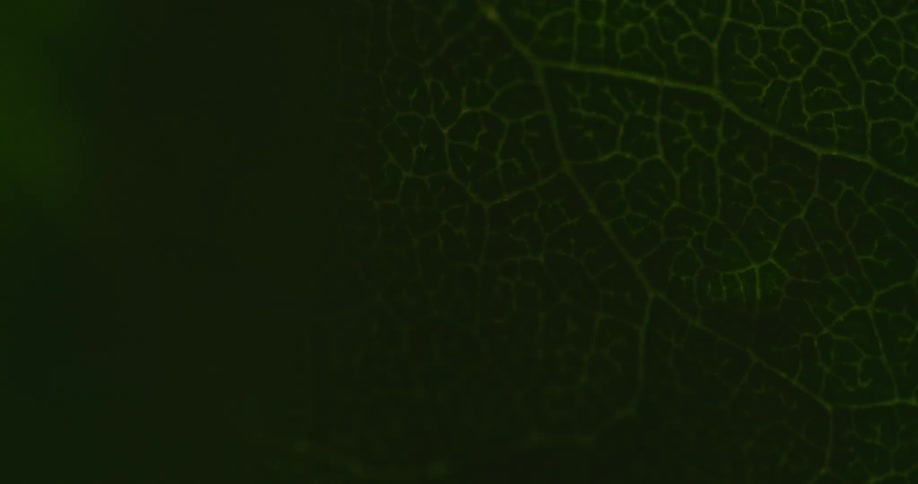A light is rotating near a leaf and making it glow