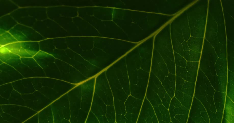 Light moves as it shines on a green leaf with yellow veins