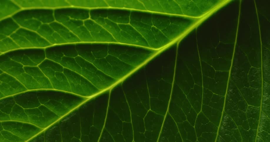 Light shines on a green leaf with yellow veins