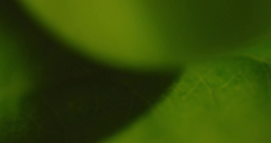 A light is revolving over a leaf