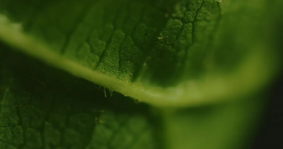 Light shines briefly onto leaf as moisture evaporates from its surface
