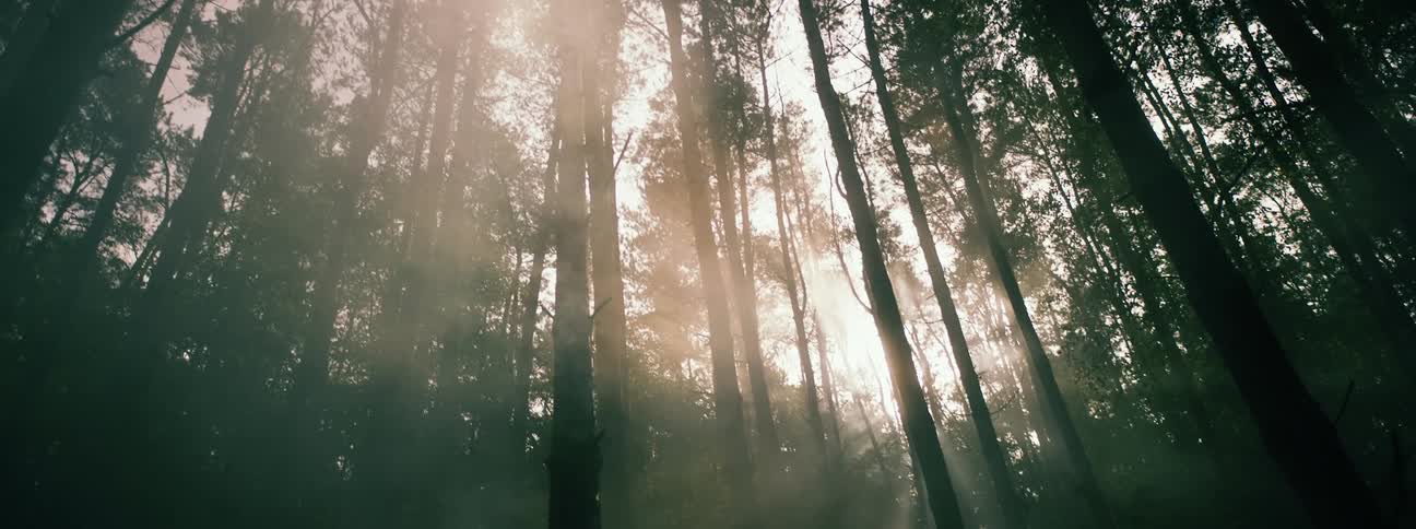 The view is of trees that are located in the forest area
