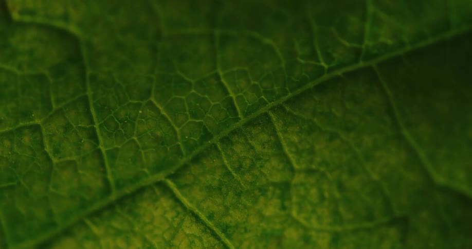 A light is flashing on a closeup of a leaf