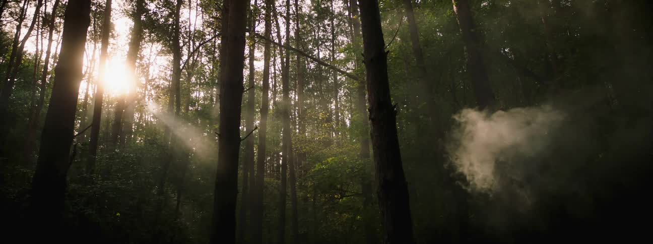 The view is of the forest area and you can see all the trees