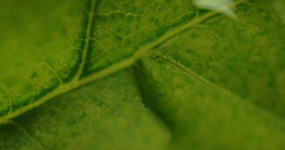 Close up of light reflecting over a water droplet over a leaf