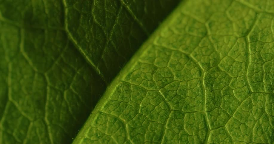 Light shines on a green leaf and the texture of the veins stand out