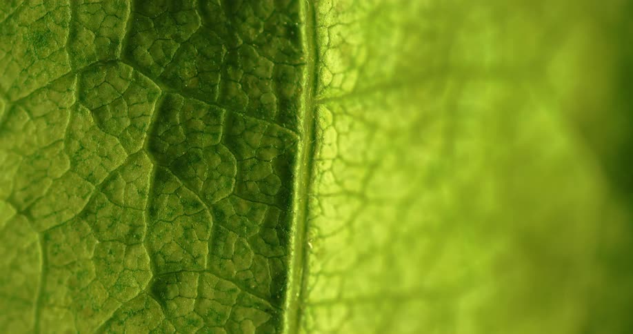 The veins on a leaf are illuminated as the day progresses into afternoon