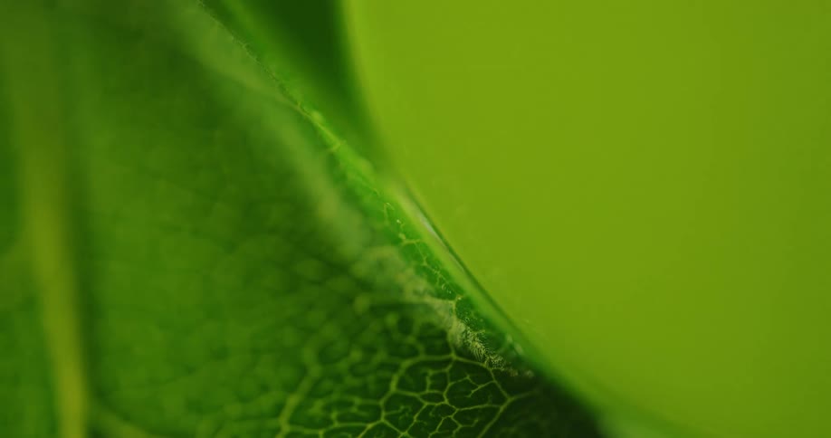 Veins on a plant leaf as light shines on it
