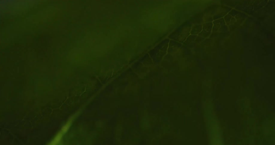 A close up view of leaves