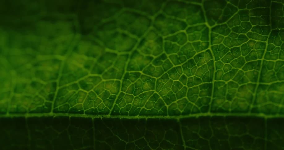 Light shines on a green leaf and the texture of the veins stand out