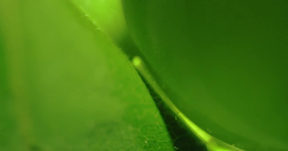 Light shines through a leaf highlighting the veins