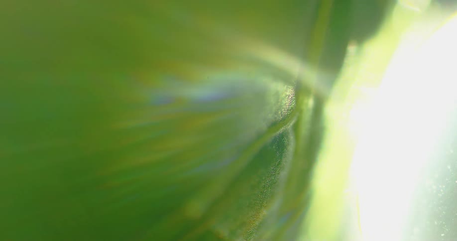 Light flares across surface of leaf then fades leaving darkness