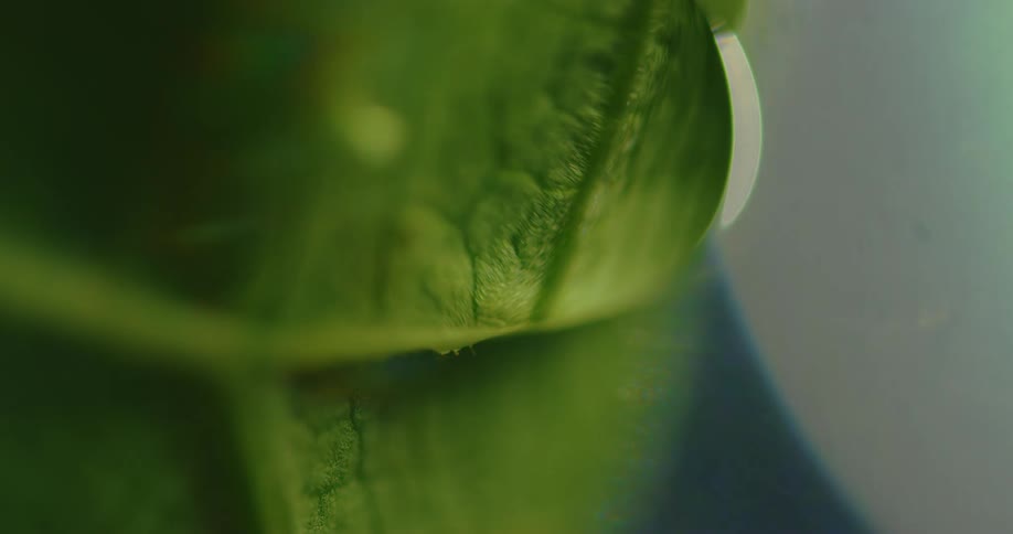 Colorful prismatic effect flows across surface of leaf partly submerged in water
