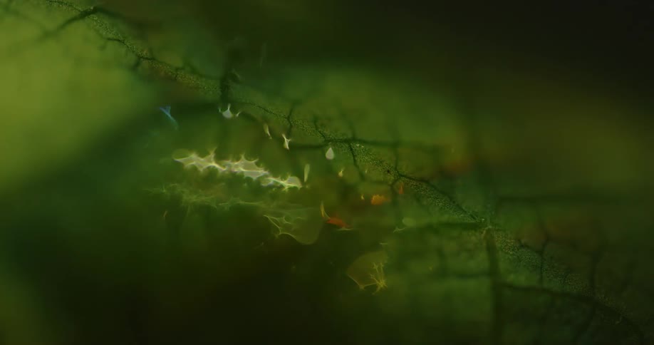 A view of smoke blowing